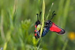 Image of Zygaena oxytropis Boisduval 1828