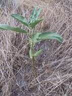 Image of Mojave milkweed