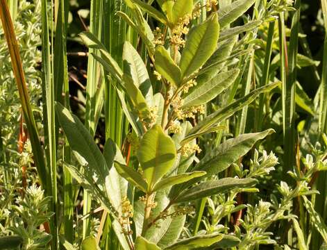 Image of Searsia discolor (E. Mey. ex Sond.) Moffett