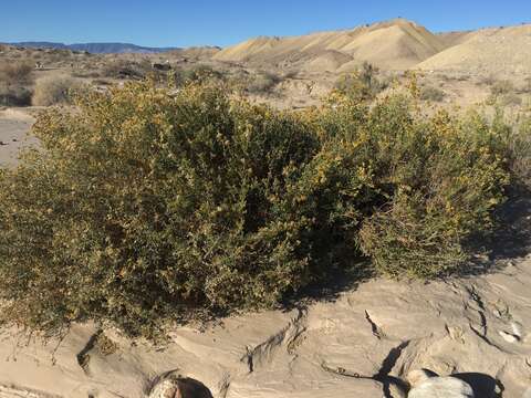 Image of alkali goldenbush