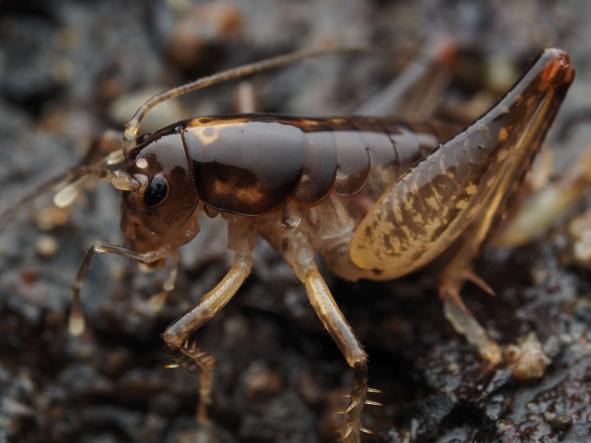 Image of Hemiandrus brucei Taylor Smith, Trewick & Morgan-Richards 2016