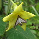 Image of Philibertia speciosa (Malme) Goyder