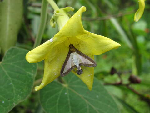 Image de Philibertia speciosa (Malme) Goyder