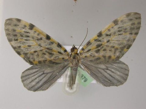 Image of Graphidipus
