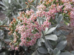 Imagem de Eriogonum giganteum var. formosum K. Brandegee