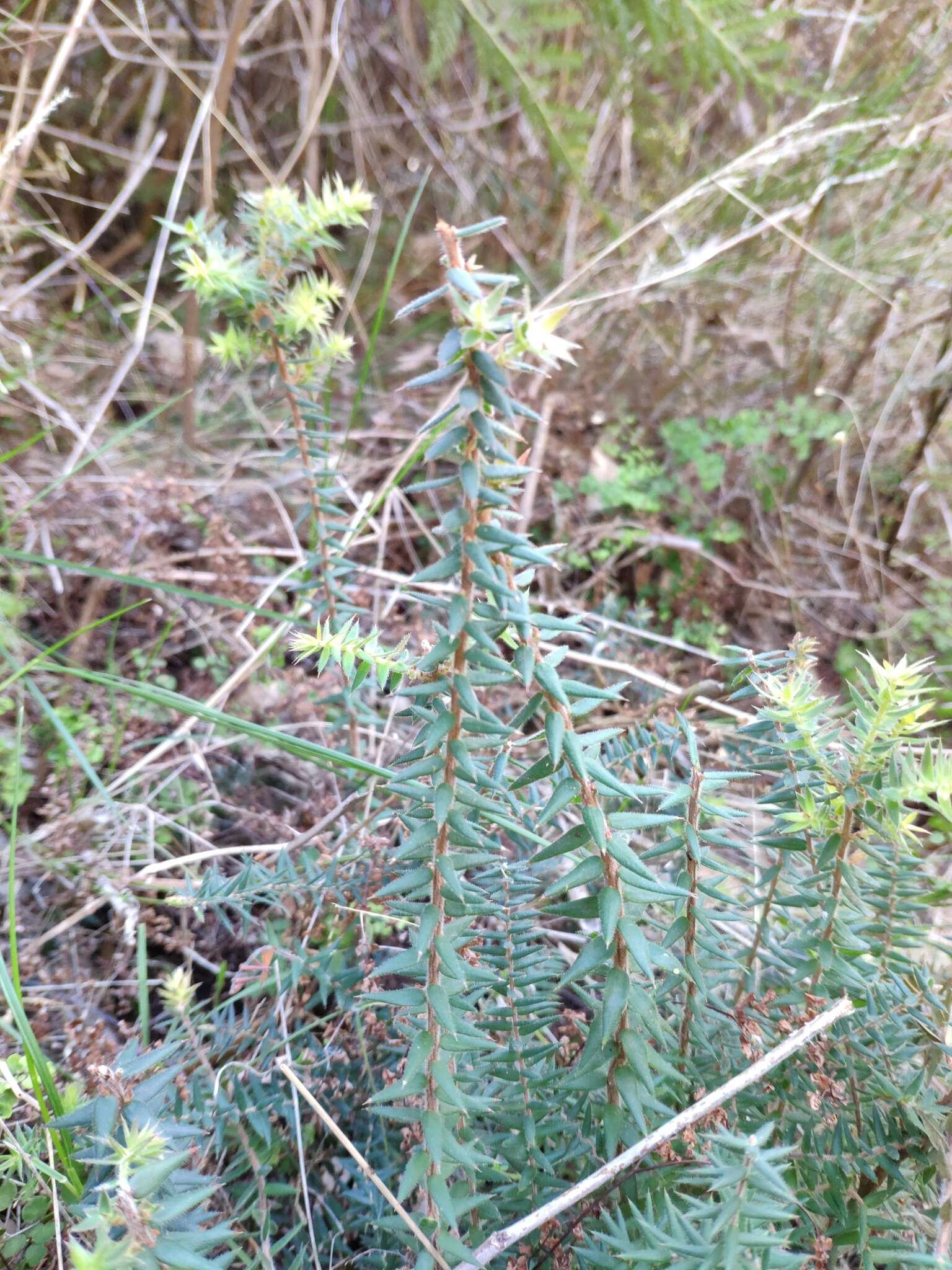 Sivun Acrotriche fasciculiflora (Regel) Benth. kuva