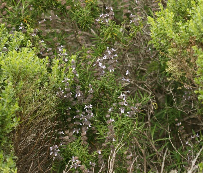 Imagem de Salvia brandegeei Munz