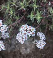 Image of Crassula pruinosa L.