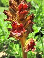 Image of Orobanche gracilis Sm.