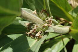 Image of Bugle plant