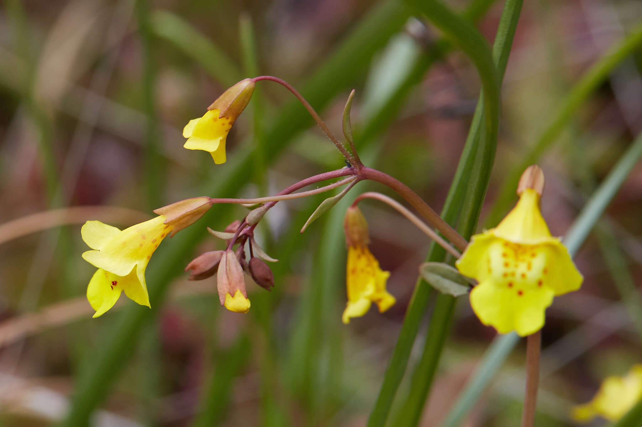 Image of Bare Monkey-Flower