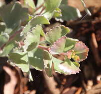 Imagem de Adenanthos cuneatus Labill.