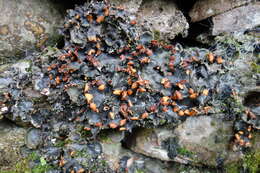 Image of Flat-fruited pelt;   Horizontal felt lichen