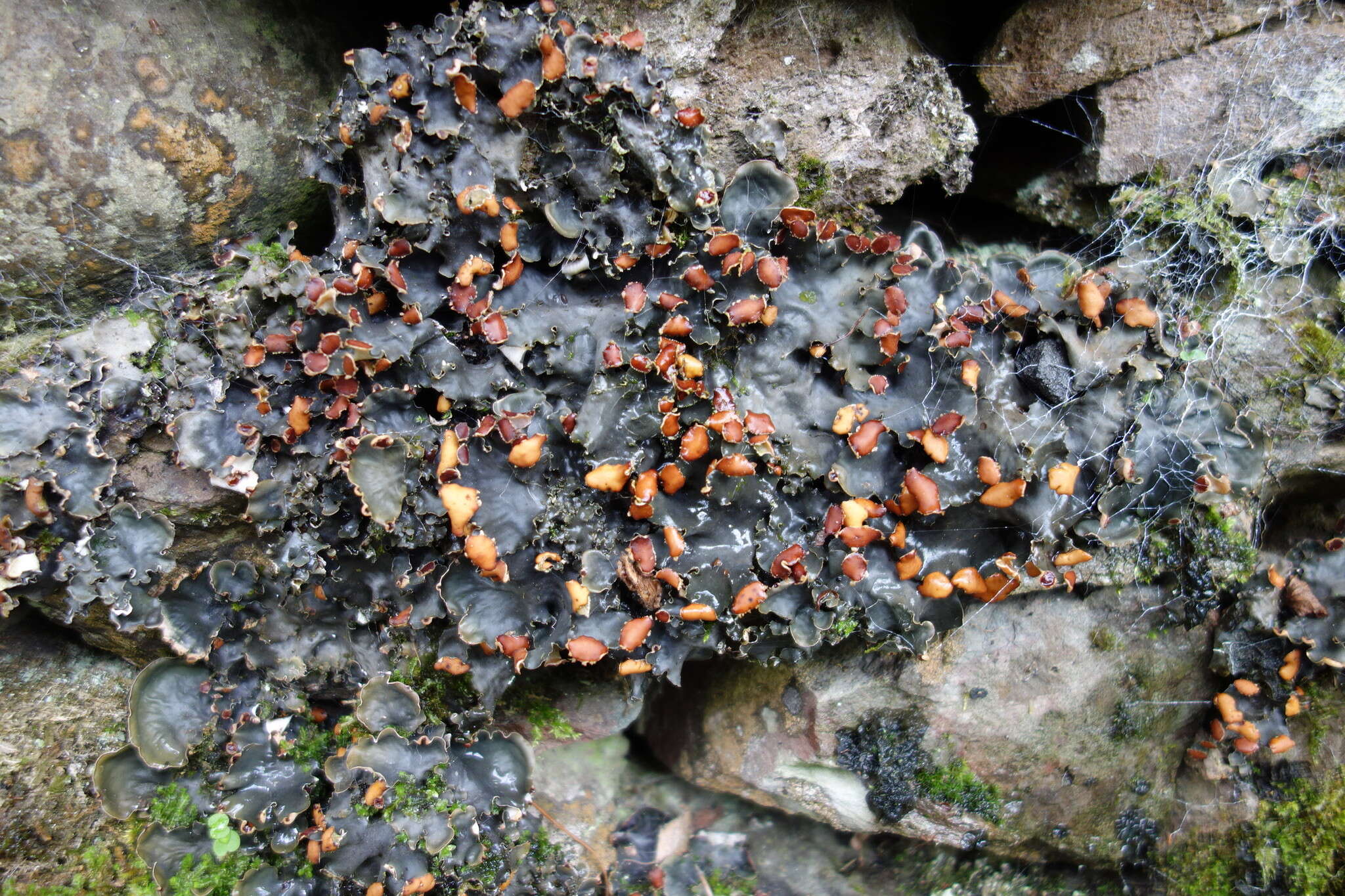 Image of Flat-fruited pelt;   Horizontal felt lichen