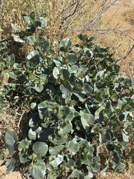 Image de Mirabilis multiflora var. pubescens S. Wats.