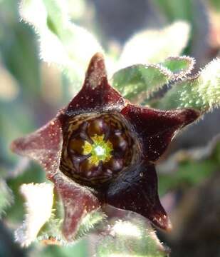 Image of Ceropegia alpina (R. A. Dyer) Bruyns