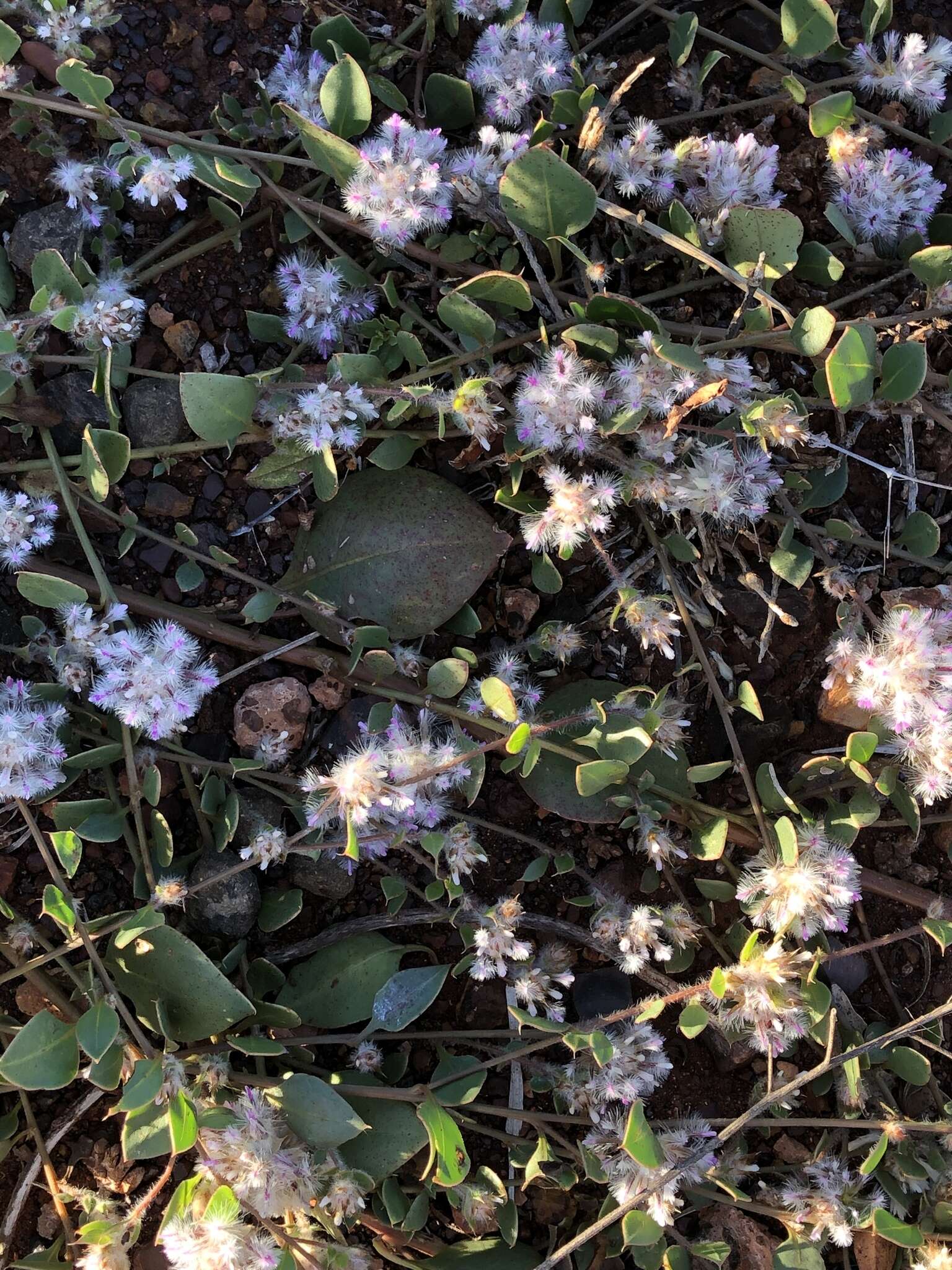 Image of Ptilotus axillaris (Benth.) F. Müll.