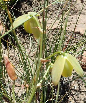 Image de Albuca cooperi Baker