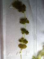 Image of Many-branched Stonewort