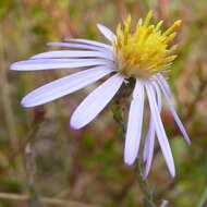 Image of scaleleaf aster