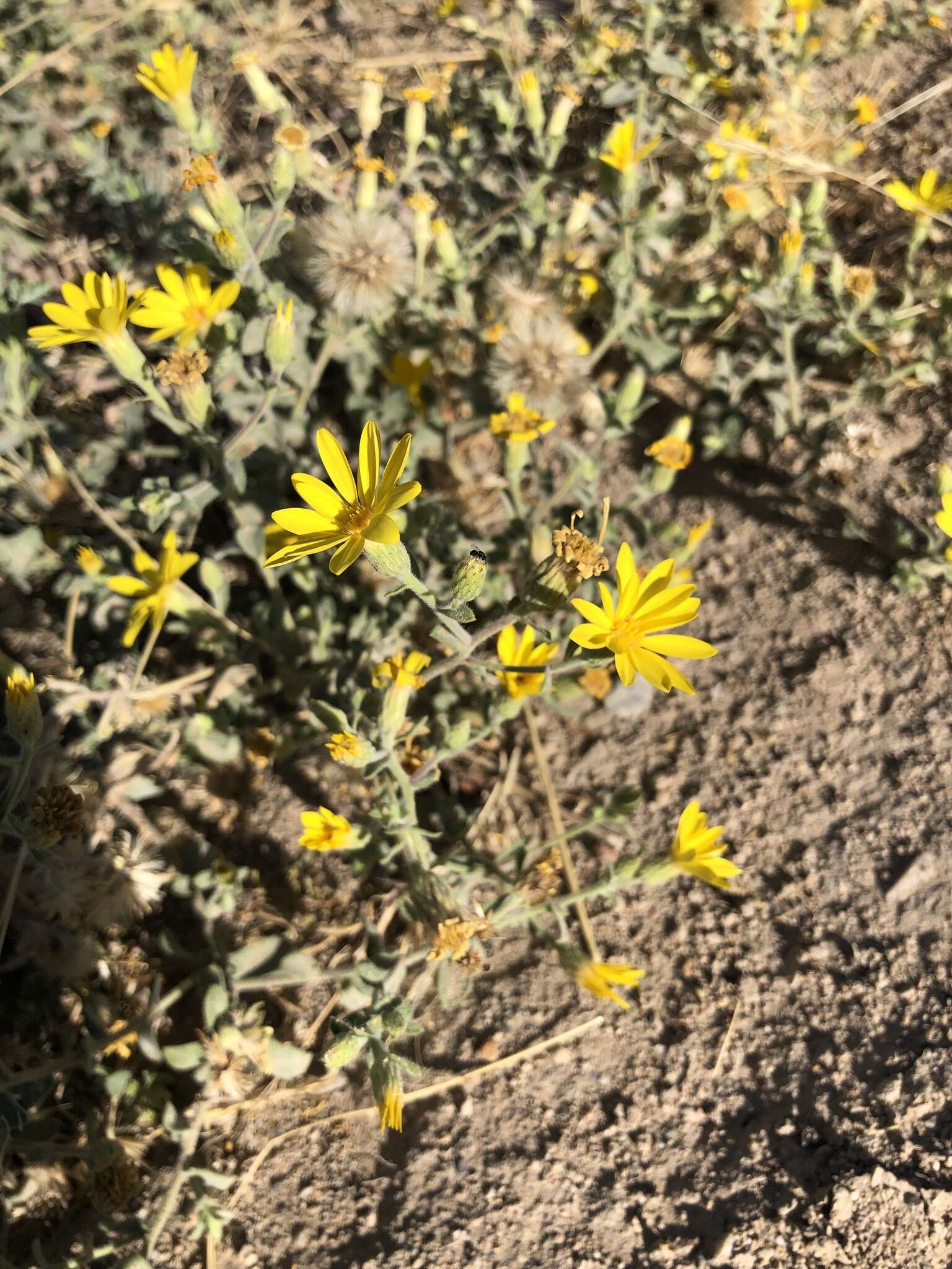 Image of Heterotheca utahensis G. L. Nesom