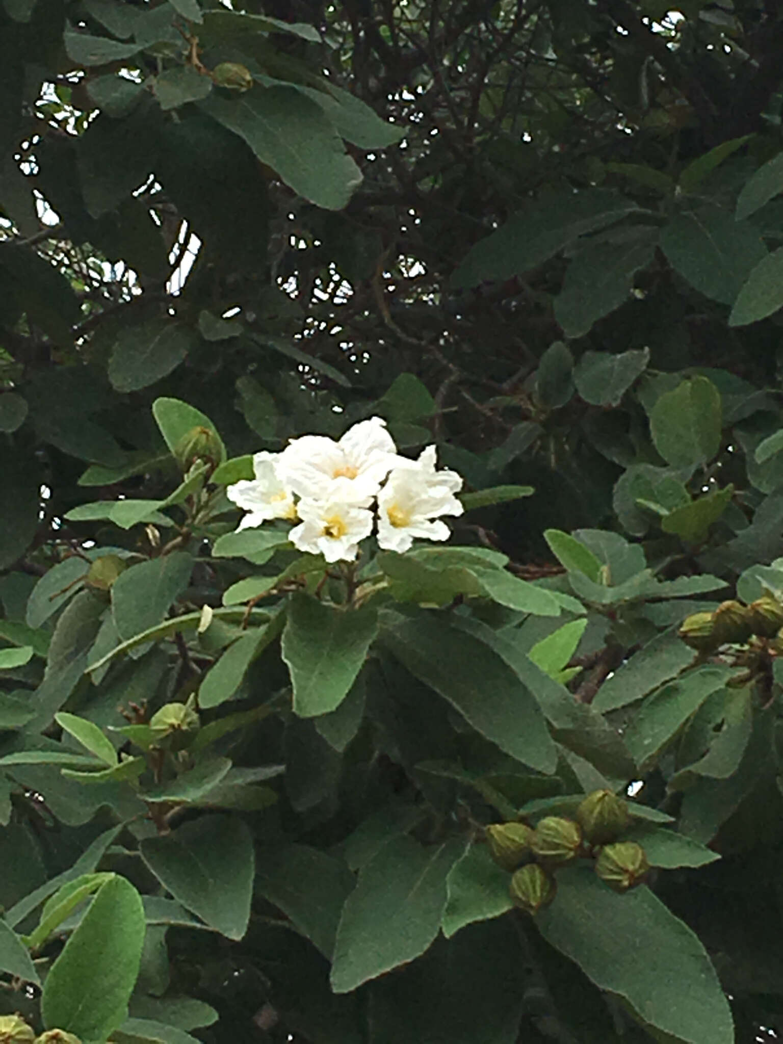 Image de Cordia boissieri A. DC.