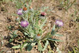 Image of Cousinia microcarpa Boiss.