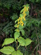 Image of largeleaf goldenrod