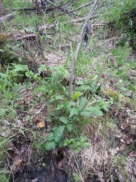 Image of Water Avens