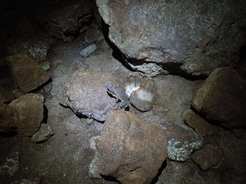 Image of Gulf Coast toad