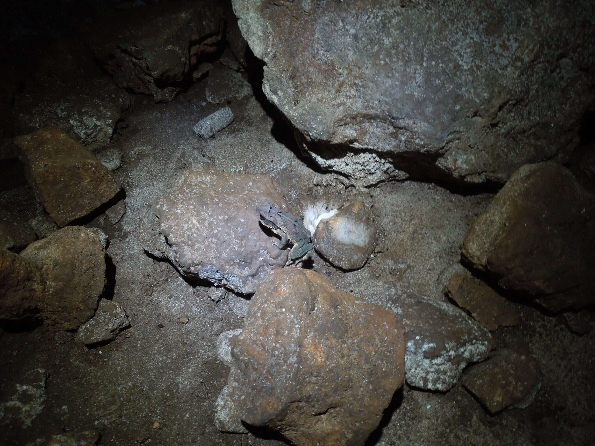 Image of Gulf Coast toad