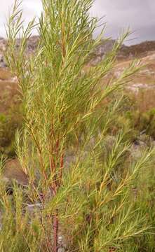 Image of Empleurum unicapsulare (L. fil.) Skeels