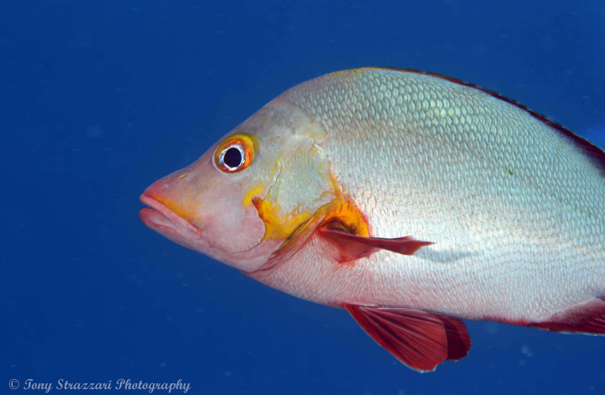 Image of Humpback red snapper