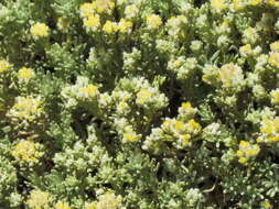 Image of Helichrysum asperum var. comosum (Sch. Bip.) Hilliard