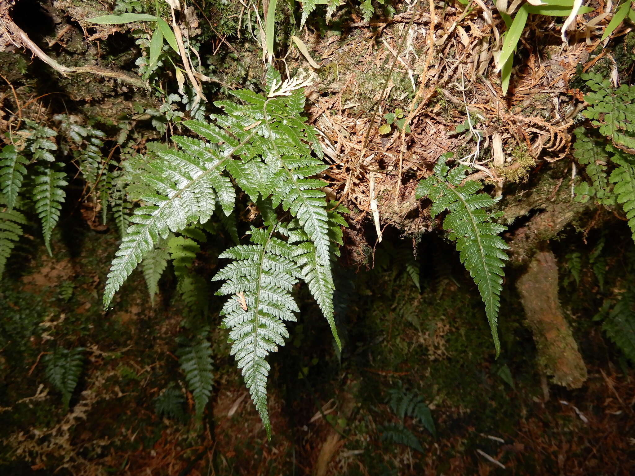 Image of Metathelypteris gracilescens (Bl.) Ching