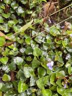 Image of Viola serpentinicola