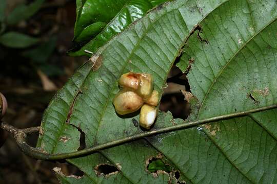 Image of Casearia pitumba H. Sleum.