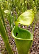 Image of Green Pitcherplant