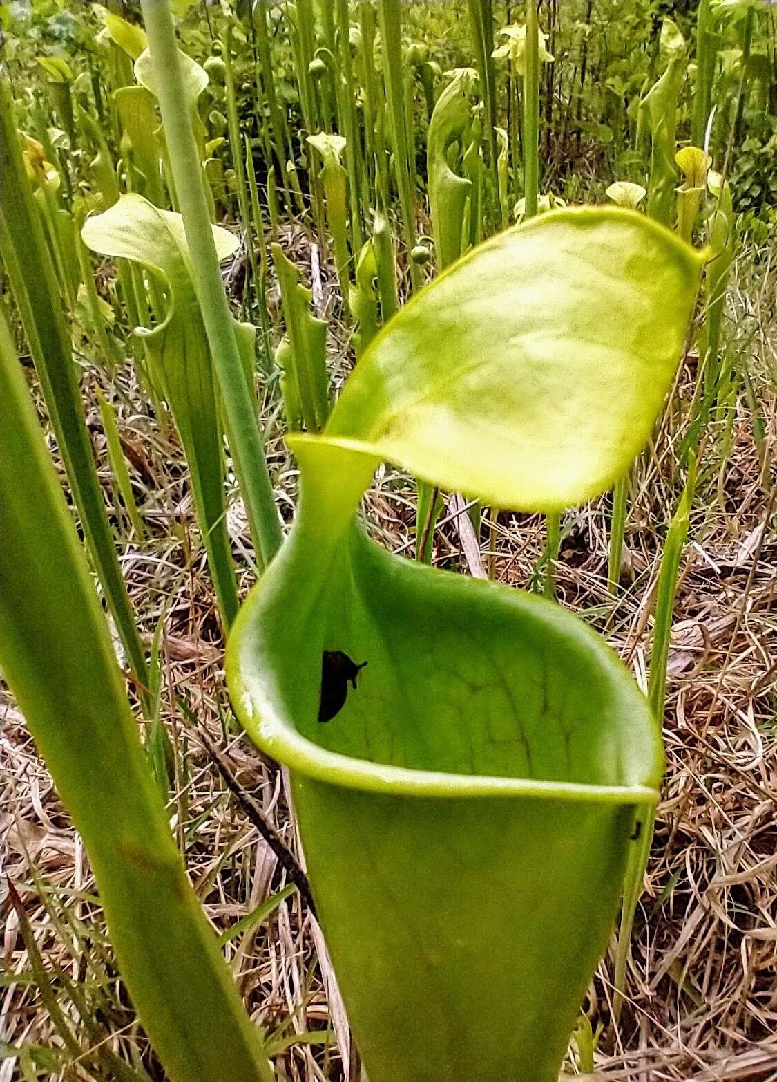 Image of Green Pitcherplant