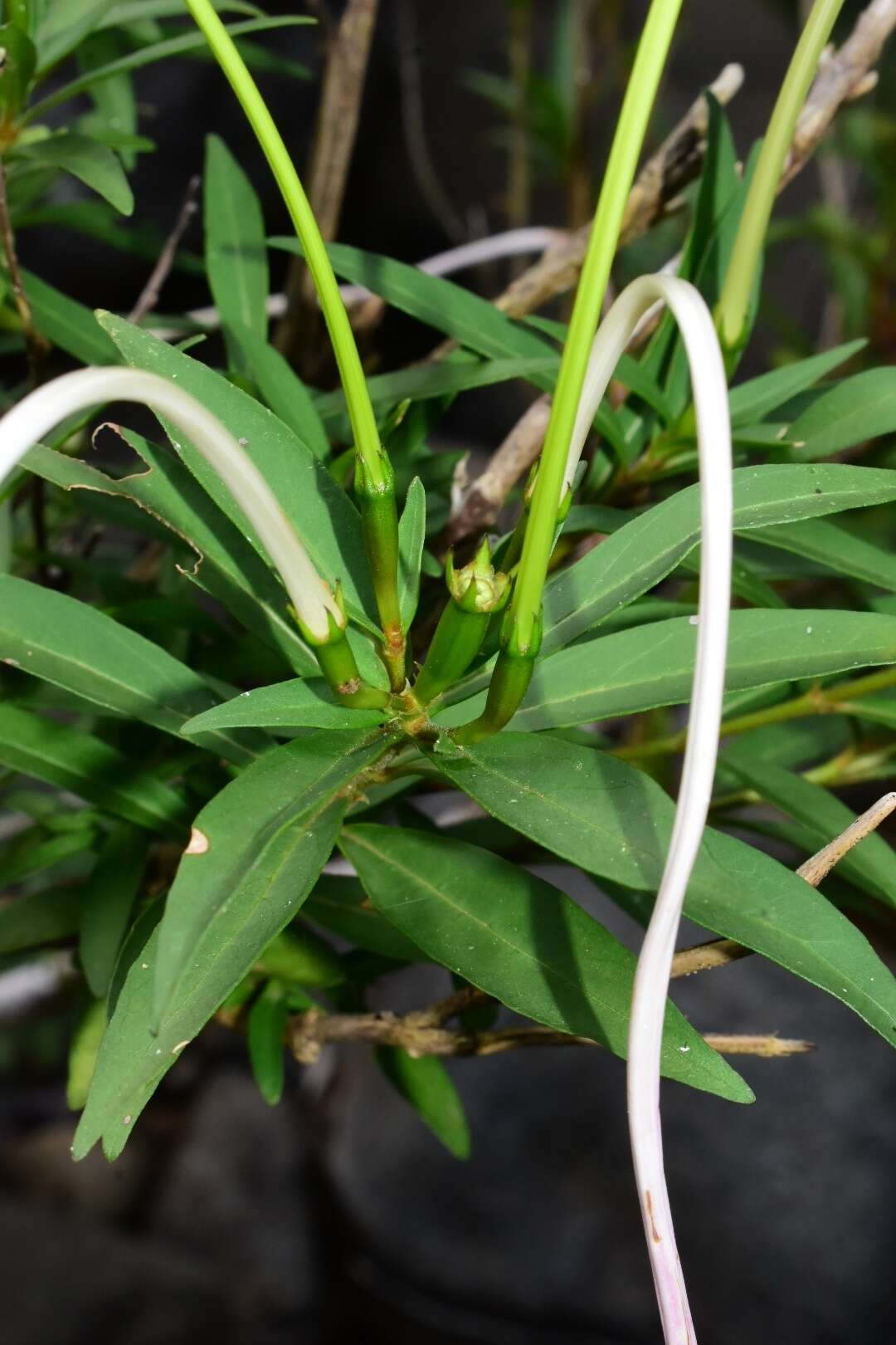 Image of Exostema longiflorum (Lamb.) Schult.