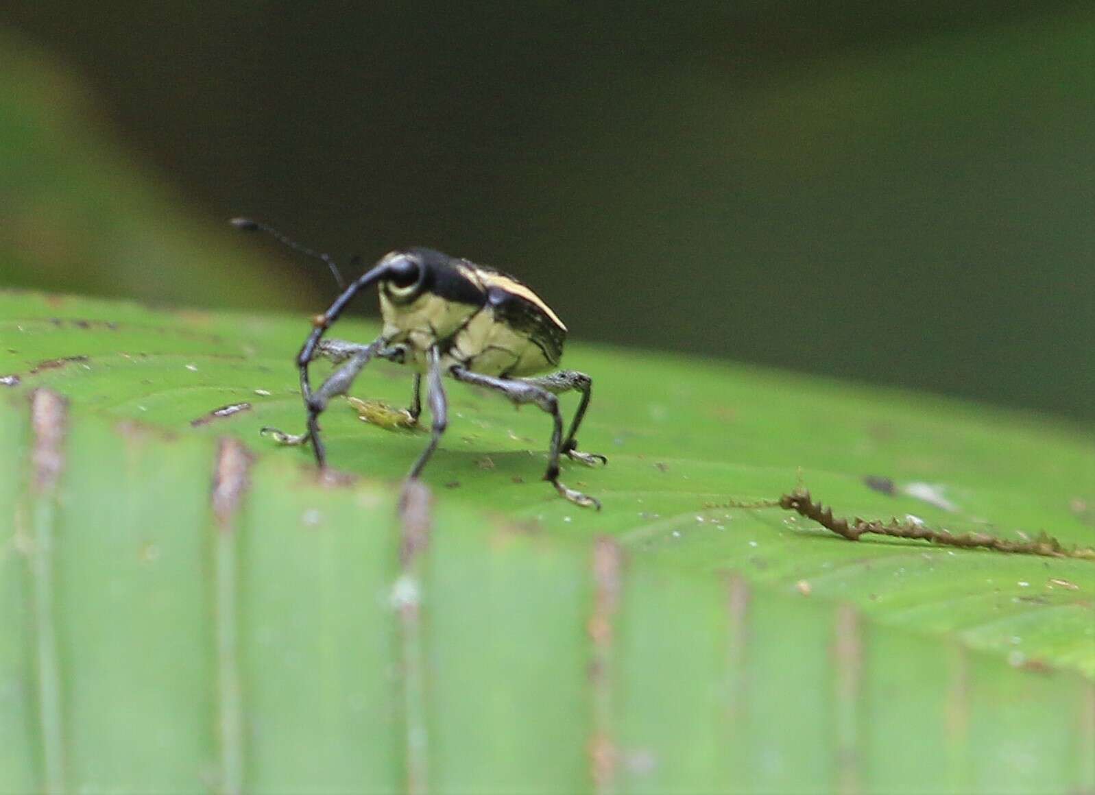 Image of Ambates speciosus Prena 2003