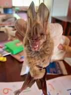 Image of Greater False Vampire Bat