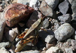 Melanoplus eumera Hebard 1920的圖片