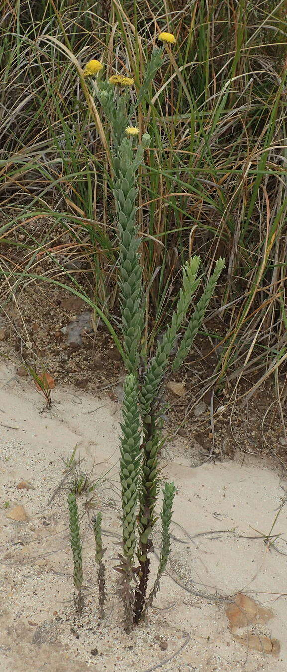 Слика од Schistostephium umbellatum (L. fil.) K. Bremer & C. J. Humphries