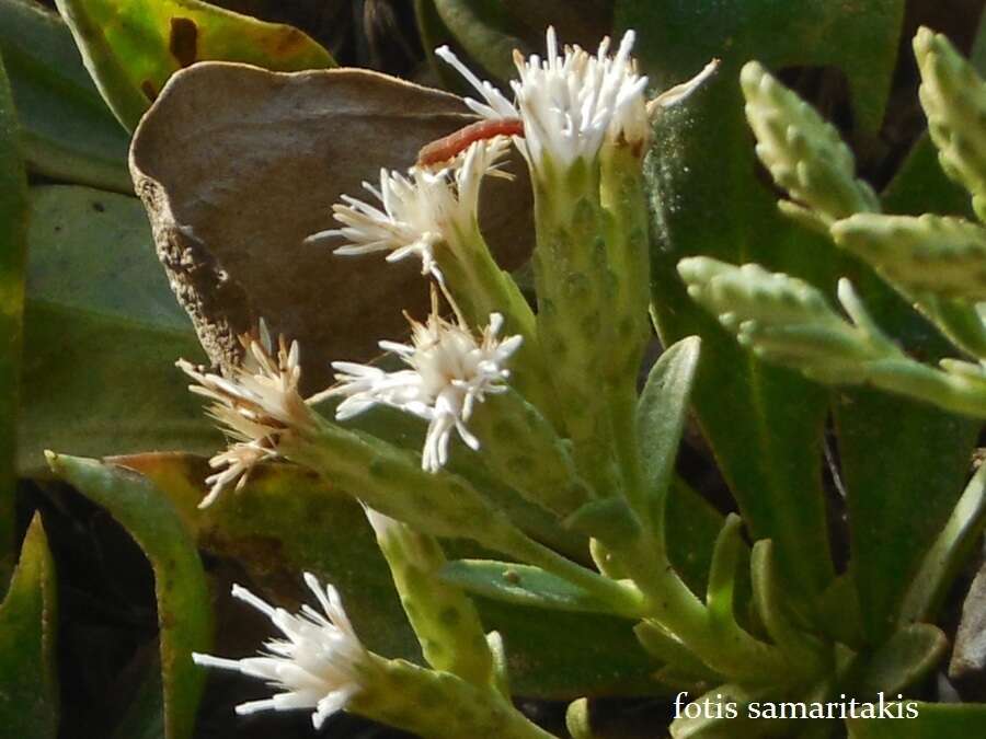 Image de Hirtellina fruticosa (L.) M. Dittrich