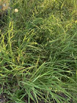 Image of bunch cutgrass