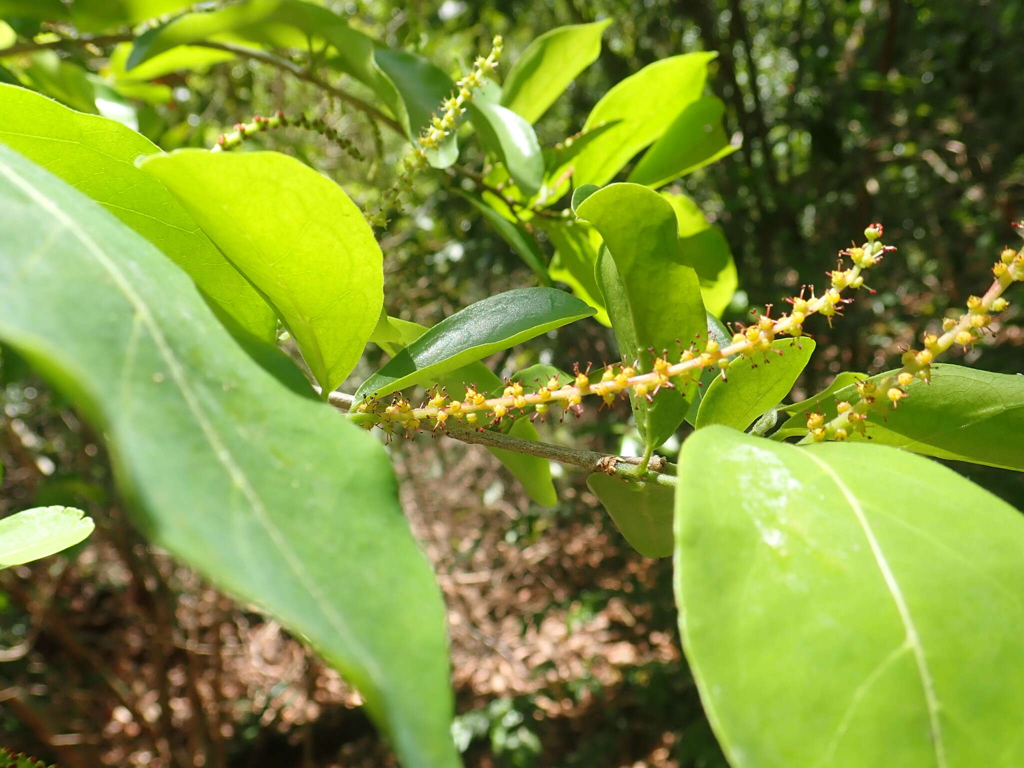 Image of Antidesma madagascariense Lam.