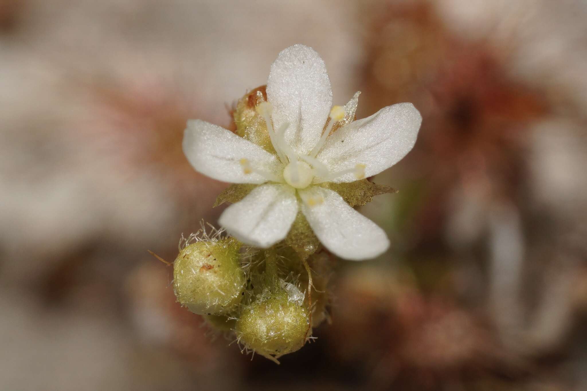 Image of Drosera paleacea subsp. roseana (N. Marchant & Lowrie) Schlauer