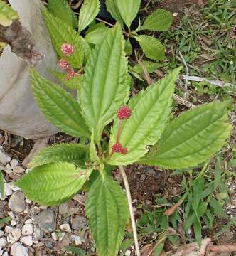 Image of Cliffside Clearweed