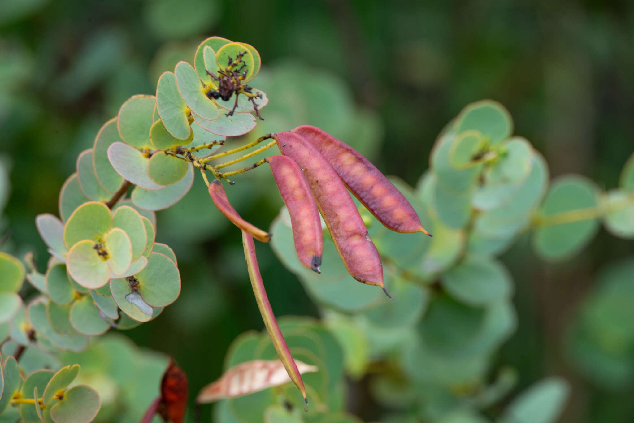 Image of <i>Chamaecrista blanchetii</i>